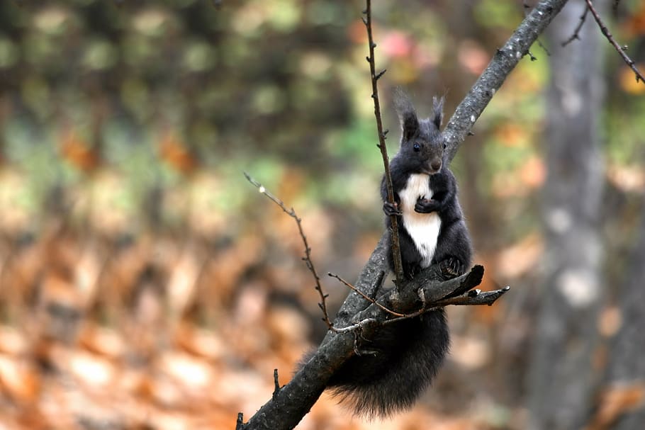 boots, autumn, squirrel, animal, animal themes, tree, mammal HD wallpaper