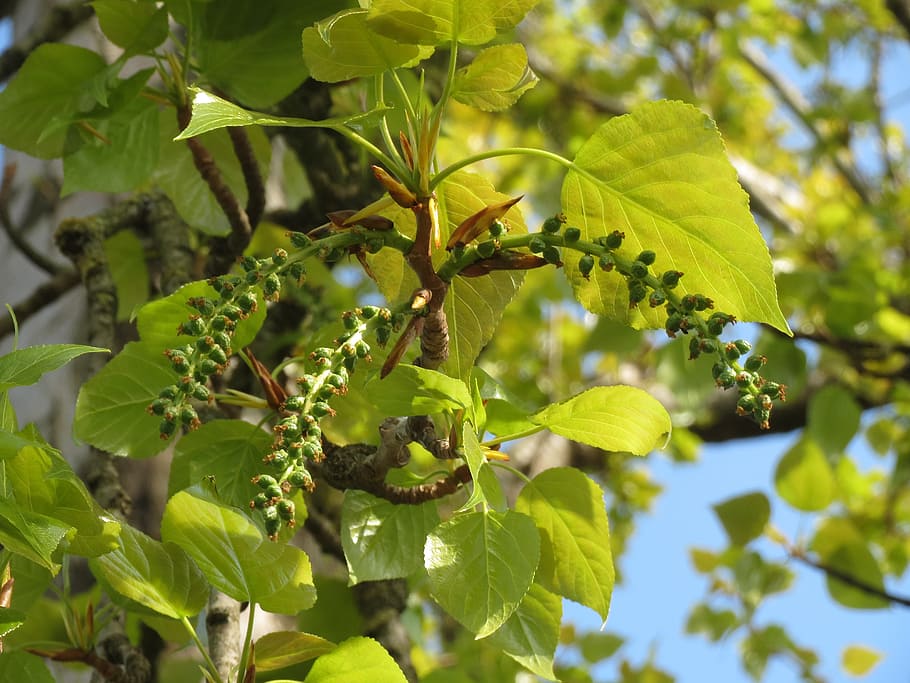 populus, tree, inflorescence, macro, flora, plant, botany, leaf HD wallpaper