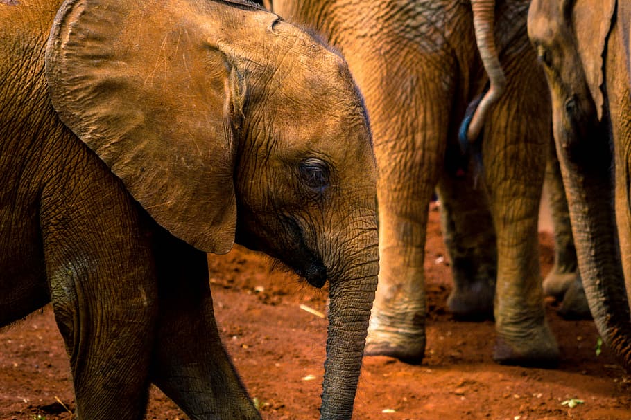 closeup photography of elephant, person taking photo of grey elephant HD wallpaper