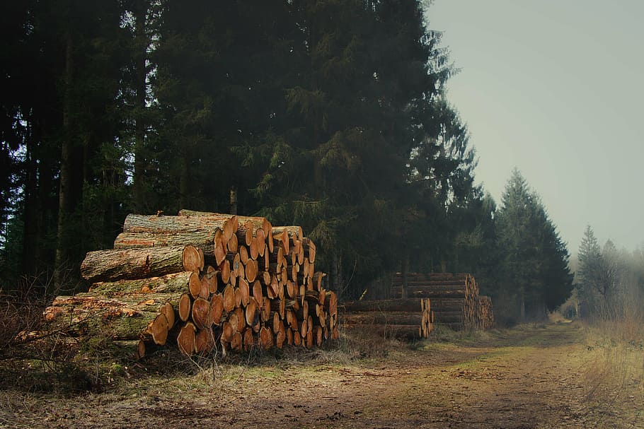 lumber, landscape, wood, nature, pile, forest, tree, wooden