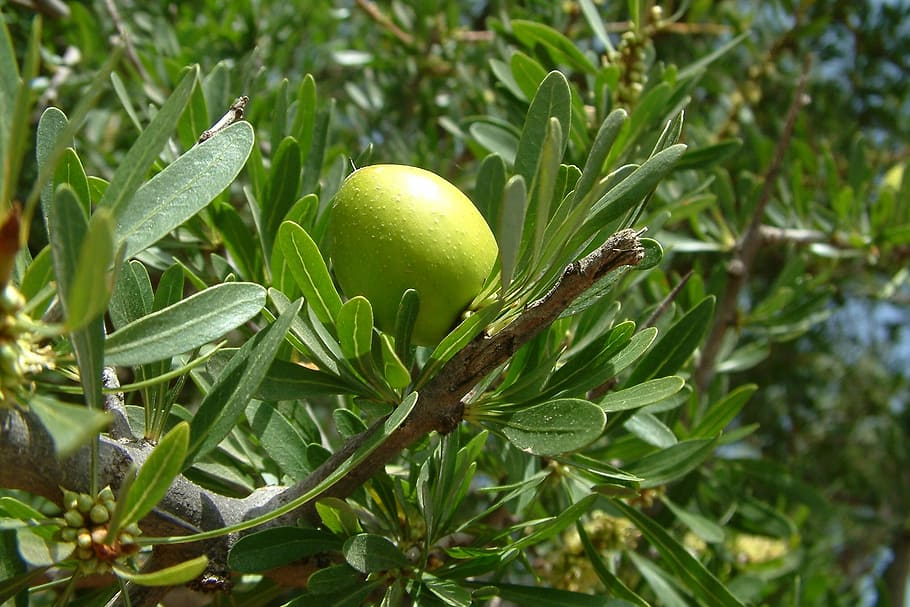 green fruit, argan, morocco, tree, green color, food and drink HD wallpaper