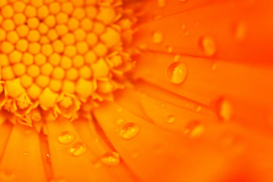 macro photography of orange flower, beautiful, bloom, blossom, HD wallpaper
