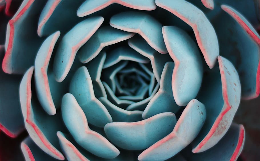 blue flower, closeup photo of succulent plant, leaves, leaf, green HD wallpaper