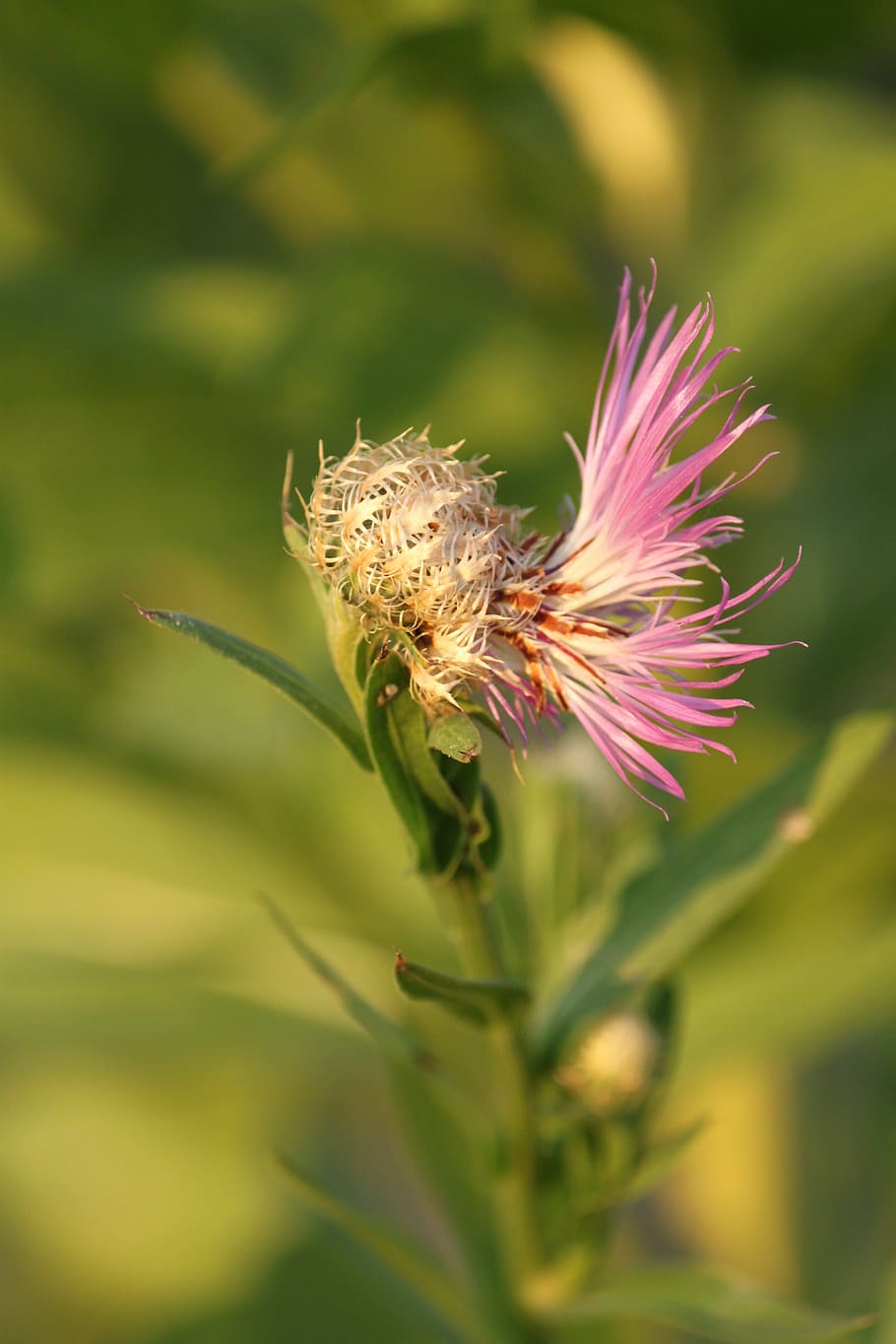 flower, bloom, blossom, spring, nature, summer, pink, plant HD wallpaper