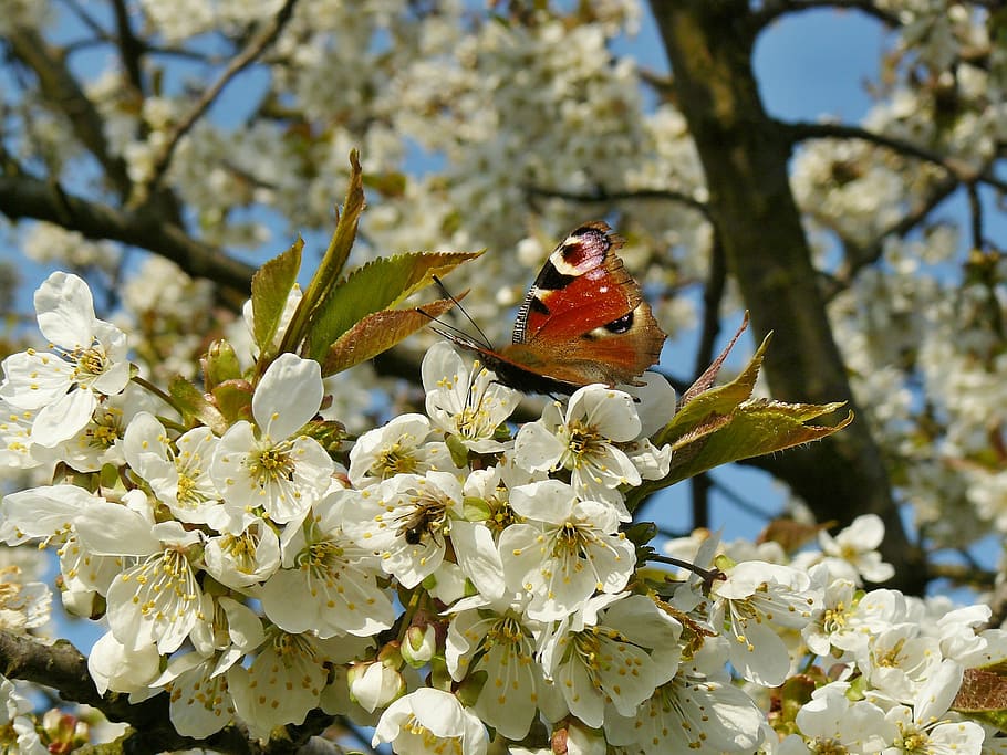 spring, flower, white, pollen, insect, cherry, nature, garden HD wallpaper