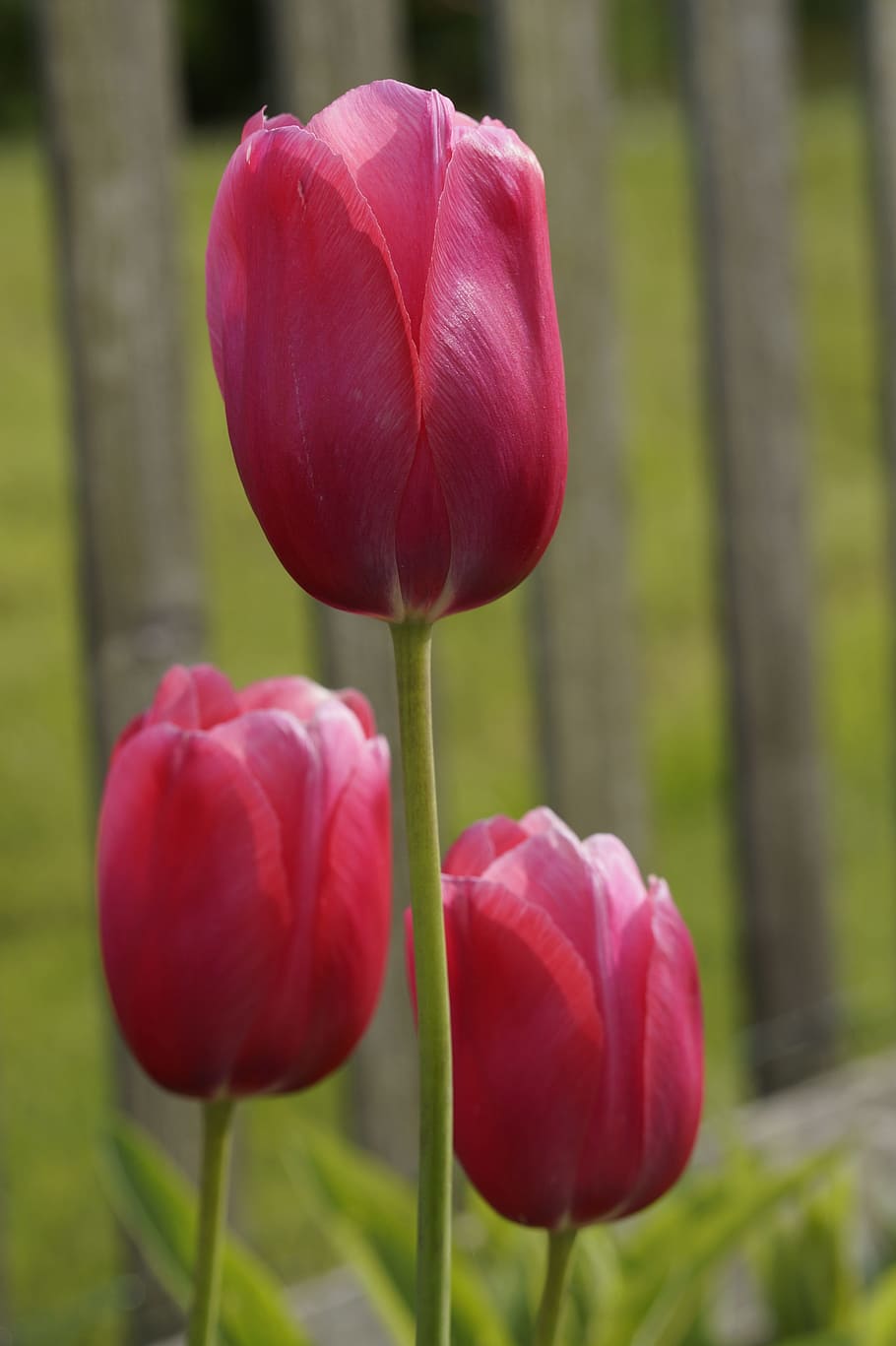 tulip, red, garden, spring, flower, close, blossom, bloom, pink HD wallpaper
