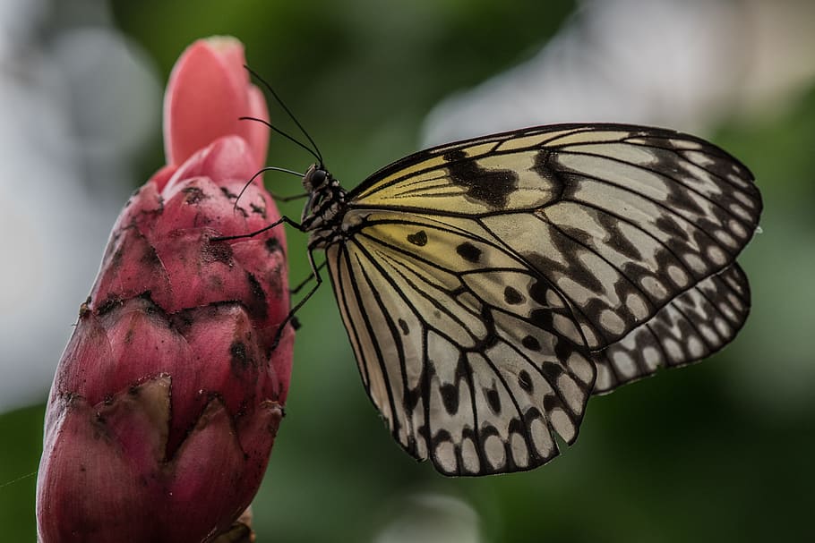 butterfly, macro, pose, plant, green, colors, detail, nature HD wallpaper