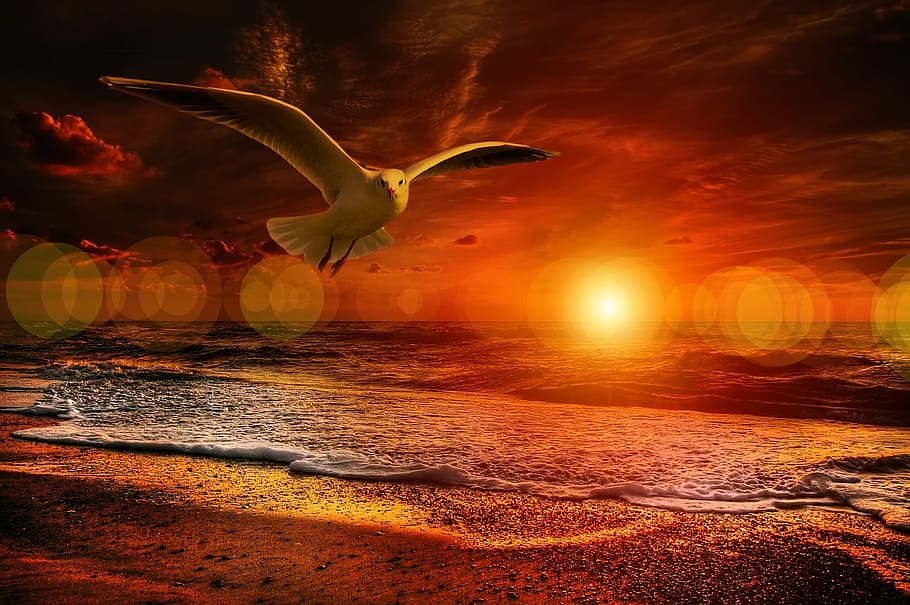 bird flying near seashore, beach, gull, coast, clouds, orange HD wallpaper