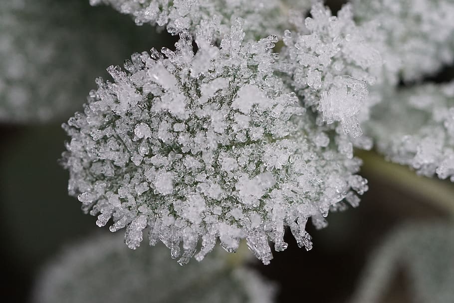 frost, ice, leaf, winter, cold, wintry, frozen, iced, eiskristalle HD wallpaper