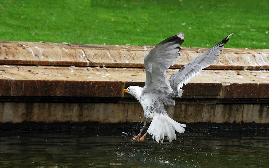 seagull, fly, nature, wing, flight, animal themes, flying, bird HD wallpaper