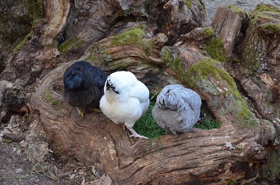 Hen, Peck, Rump, bird, animals in the wild, animal wildlife HD wallpaper