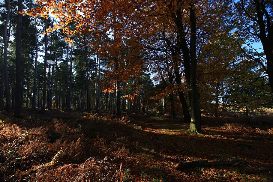 woods, forest, trees, autumn, natural, scenic, path, outdoor HD wallpaper