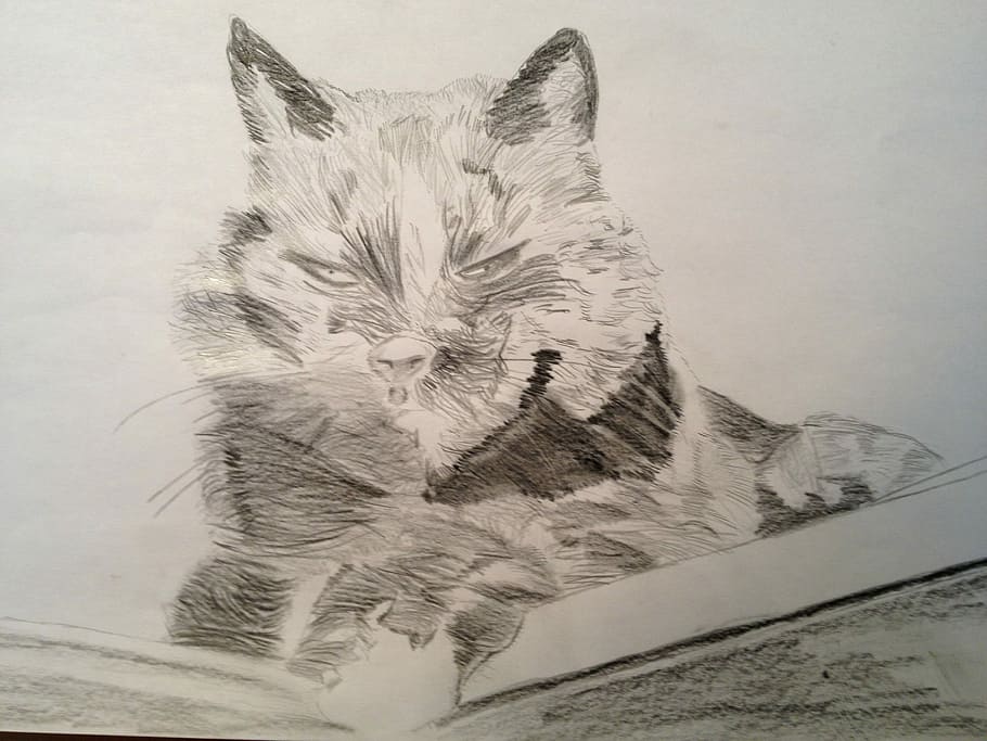 Drawing, Pencil, Cat, no people, portrait, close-up, animal themes HD wallpaper