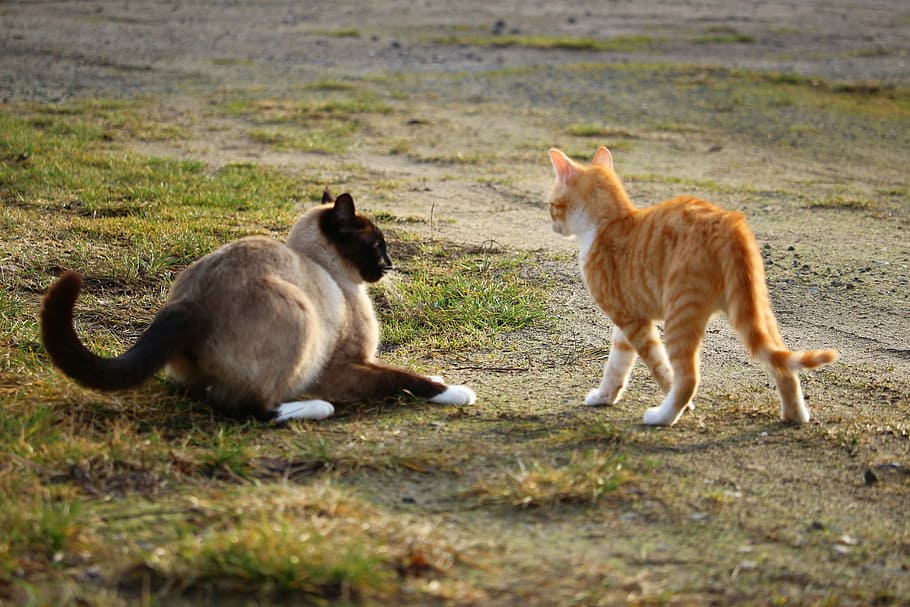 orange and brown cat on ground, kitten, siamese cat, play, fight, HD wallpaper