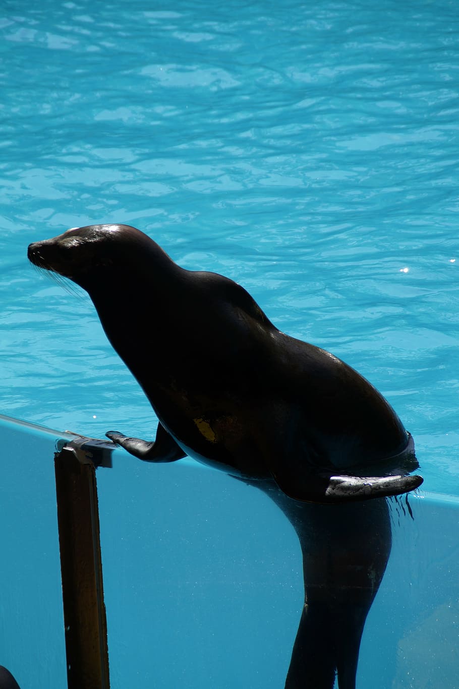 zoo, sea lion, strong, supportive, in support, feat, circus HD wallpaper
