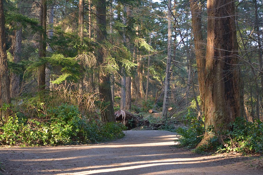 path, forest, hiking, trees, nature, mountains, walk, trail HD wallpaper