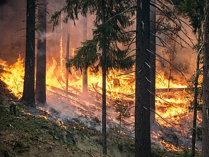 forest fire during daytime, wildfire, blaze, smoke, trees, heat HD wallpaper