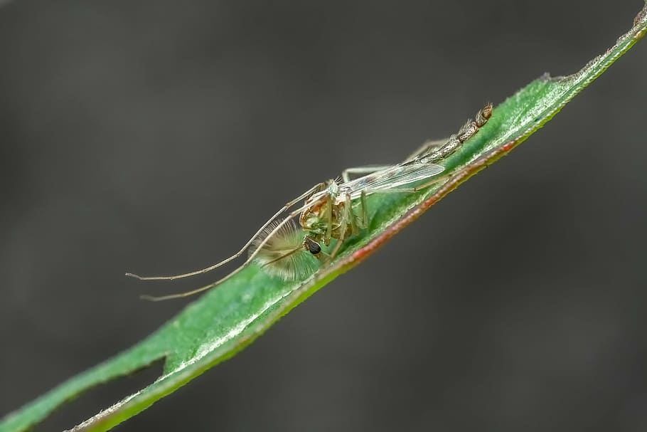 close-up photography of fly on leaf, insect, macro, close up HD wallpaper