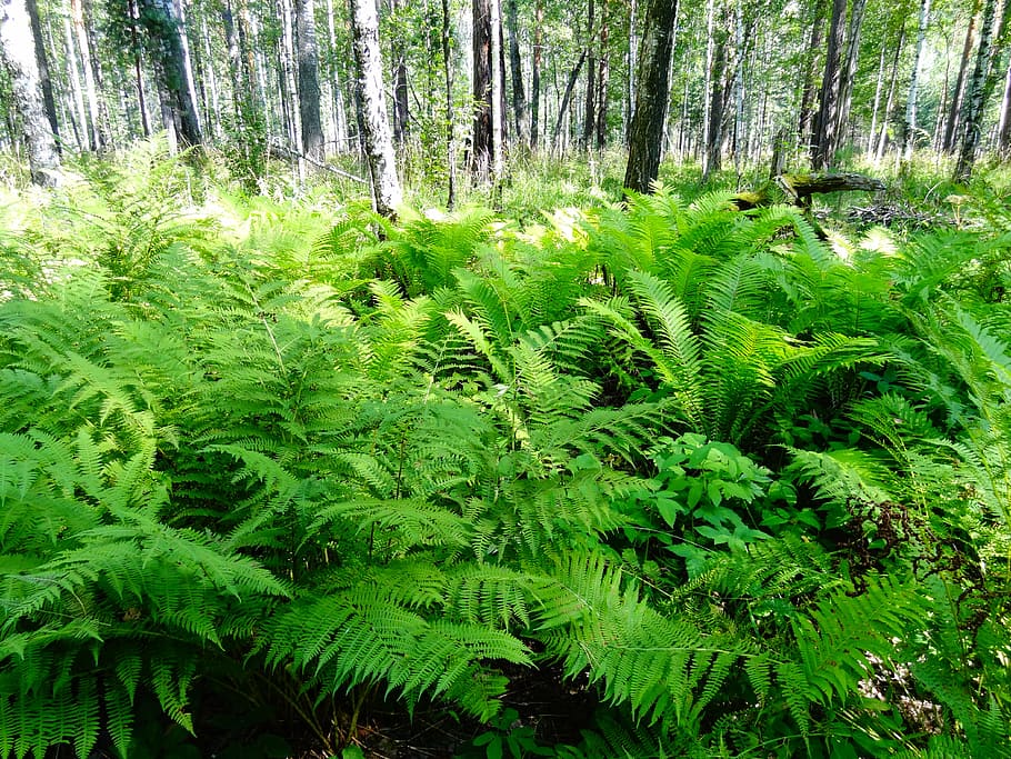 nature, forest, summer, grass, tree, green Color, fern, plant HD wallpaper