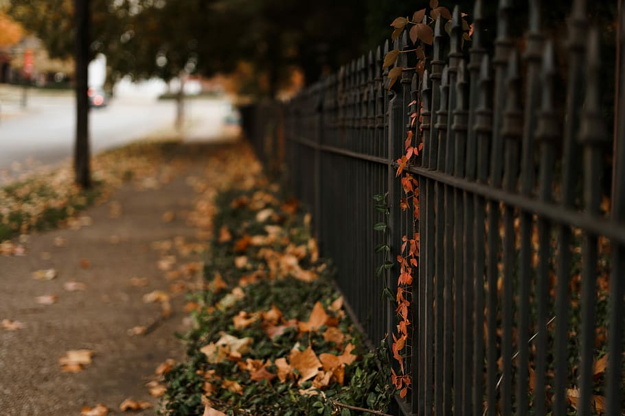 brown leaves on green grasses, fence, leaf, tree, pavement HD wallpaper