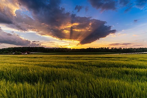 photo of green grass field during sunrise, sunset, evening sky HD wallpaper
