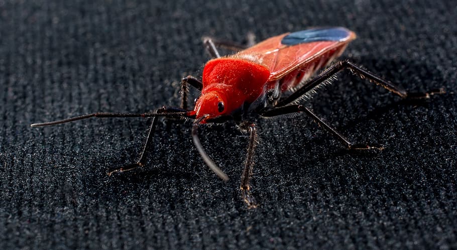 Red Beetle, Insect, Macro, close-up, one animal, animal wildlife HD wallpaper