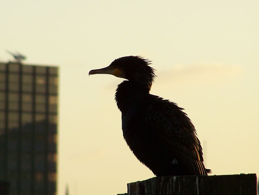 Cormorant, Bird, Silhouette, Wildlife, phalacrocorax, water bird HD wallpaper