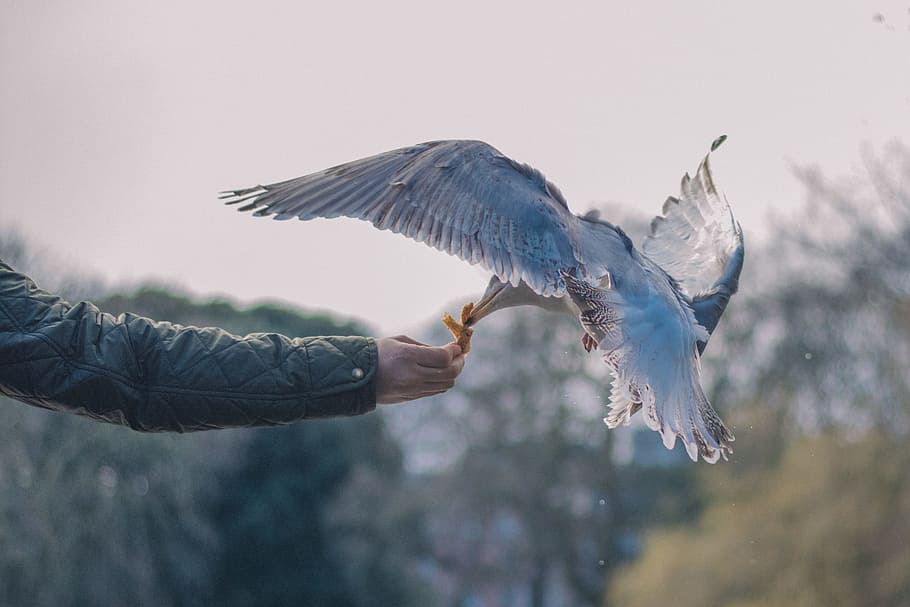 bird perching on person's hand, person holding food for white bird