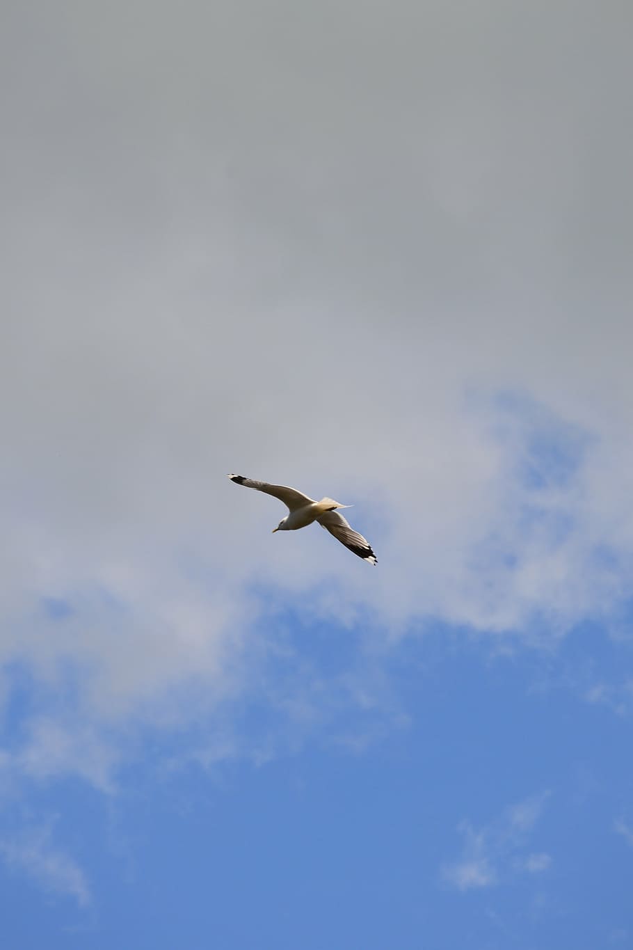 bird, sky, blue, clouds, flying, low angle view, animal, animal wildlife HD wallpaper