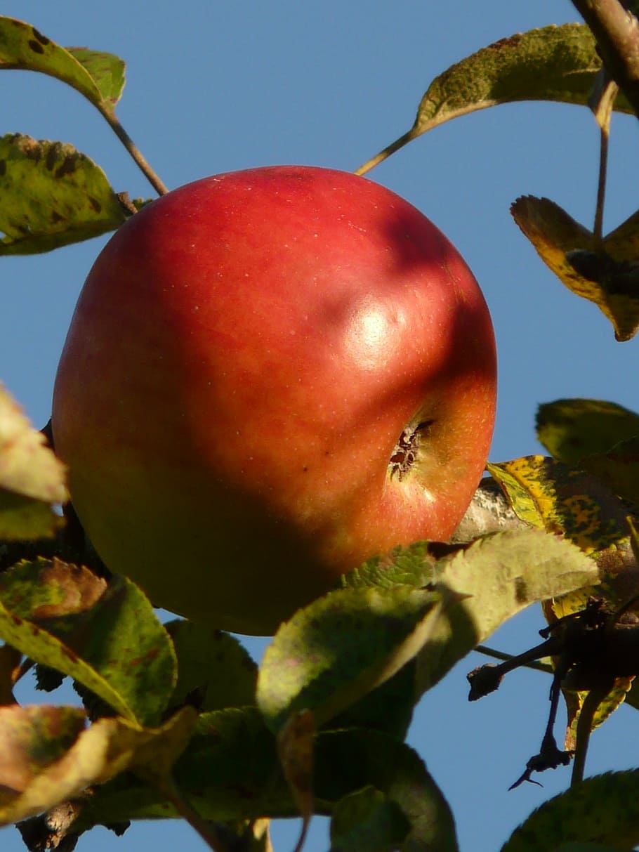 apple, fruit, apple tree, ripe, red, sweet, delicious, vitamins HD wallpaper