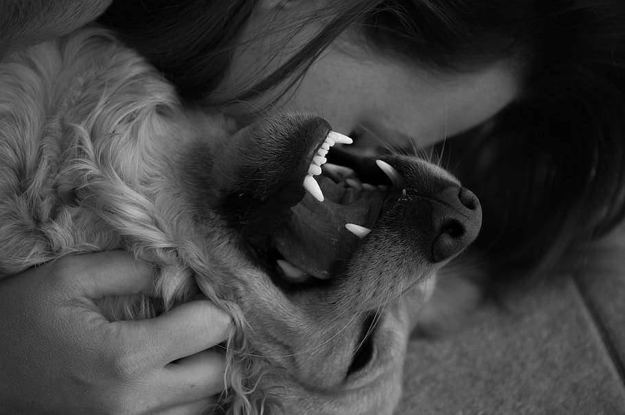 dog, amici, cuddles, love, animal, one animal, pets, domestic HD wallpaper