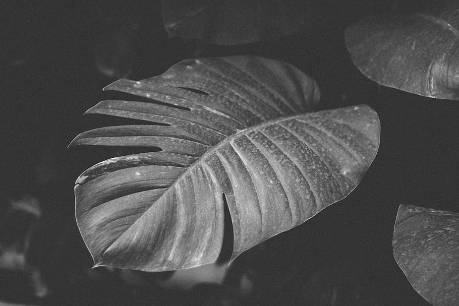 gray plant leaf, grayscale photo of leafed plant, tree, fern HD wallpaper