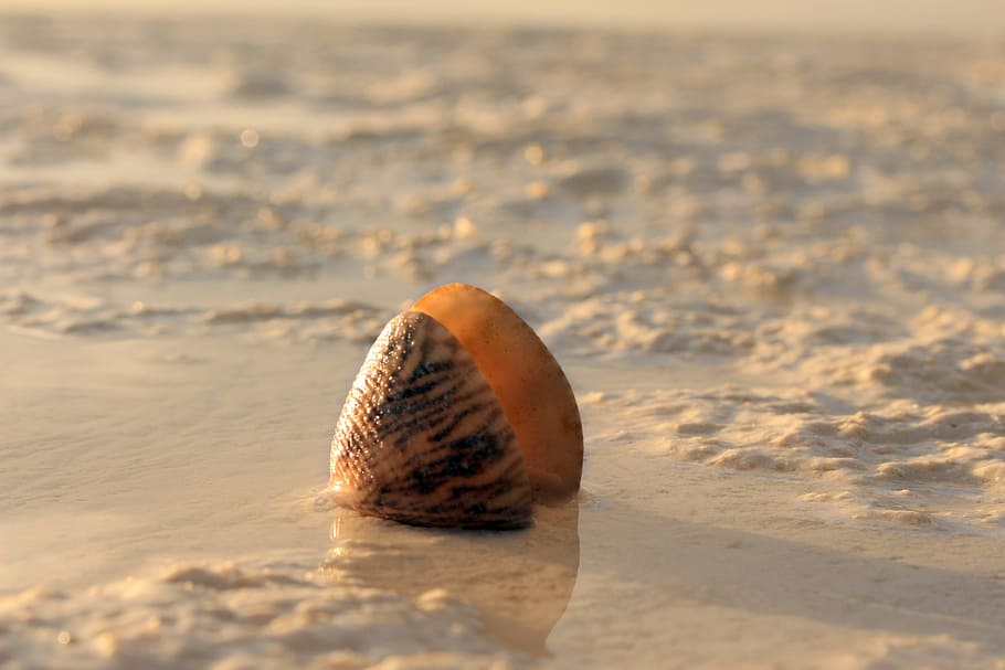 Snail, Sand, Sea, View, Indonesian, the sea, kei islands, beach, HD wallpaper