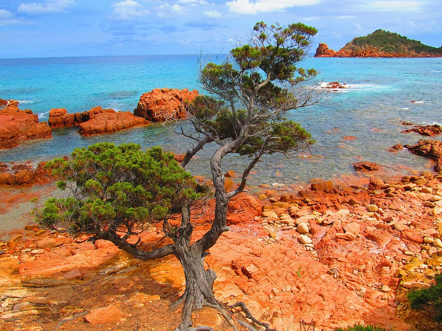 shoreline with tree, sardinia, su sirboni, sea, wild, nature, HD wallpaper