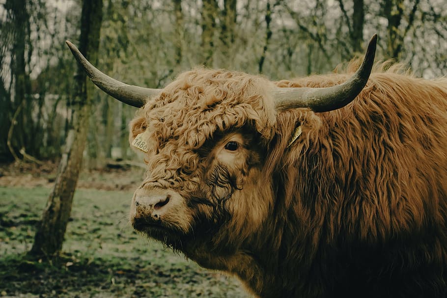 yak on forest, cow, scot, highlander, scotland, animal, nature, HD wallpaper