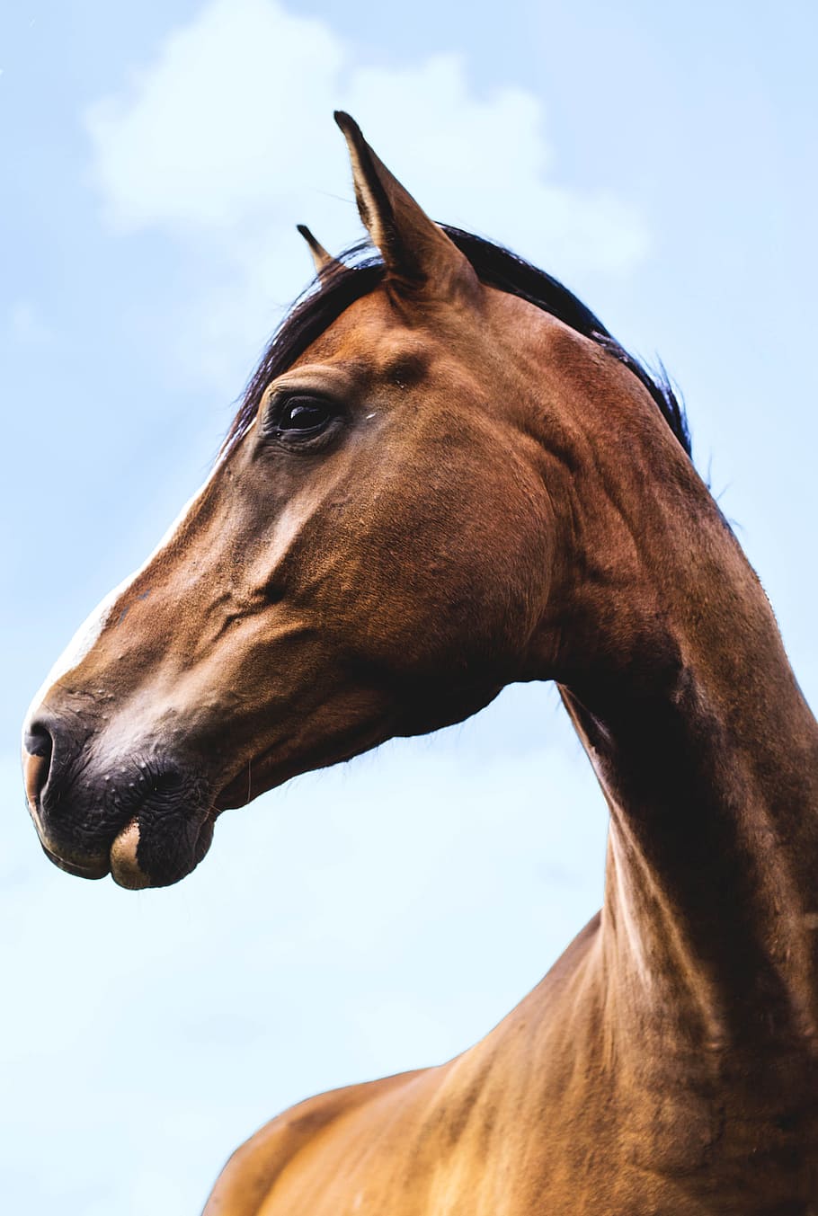 bottom-view of brown horse outdoor during daytime, brown horse under white and blue sky HD wallpaper
