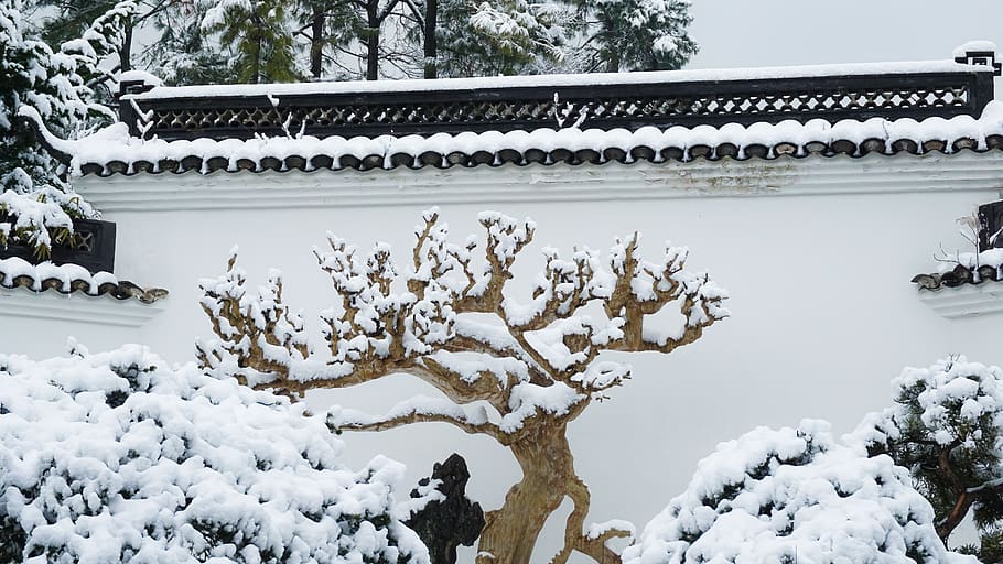 winter, snow, cold, ice, cold temperature, tree, white color HD wallpaper