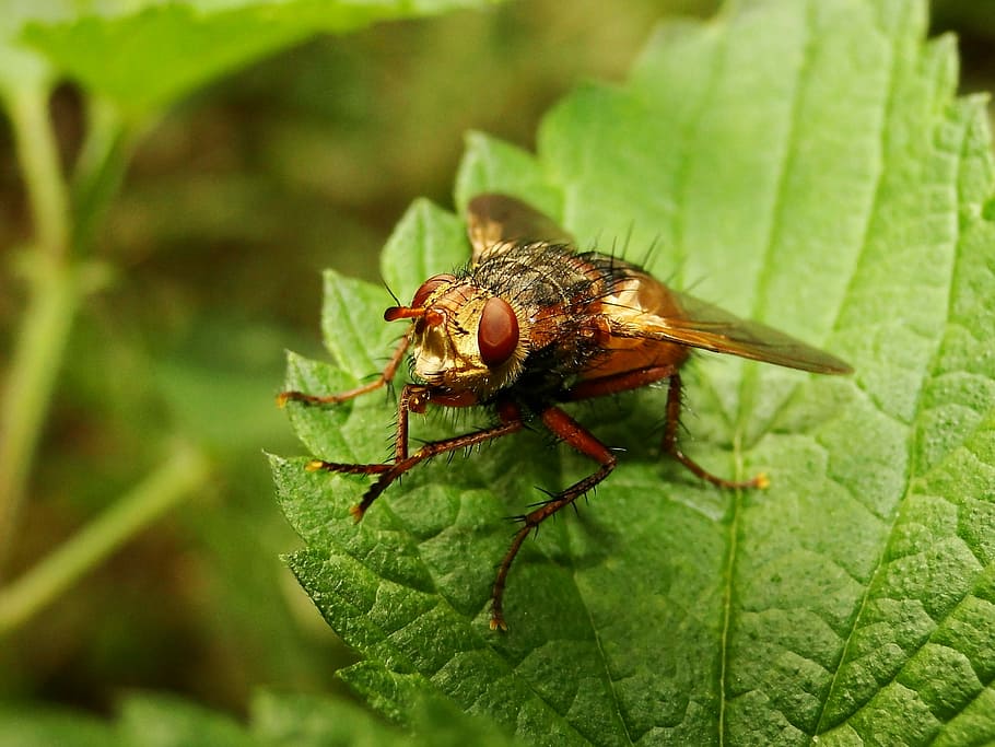 nature, insect, leaf, closeup, animals, muchówki, at the court of HD wallpaper