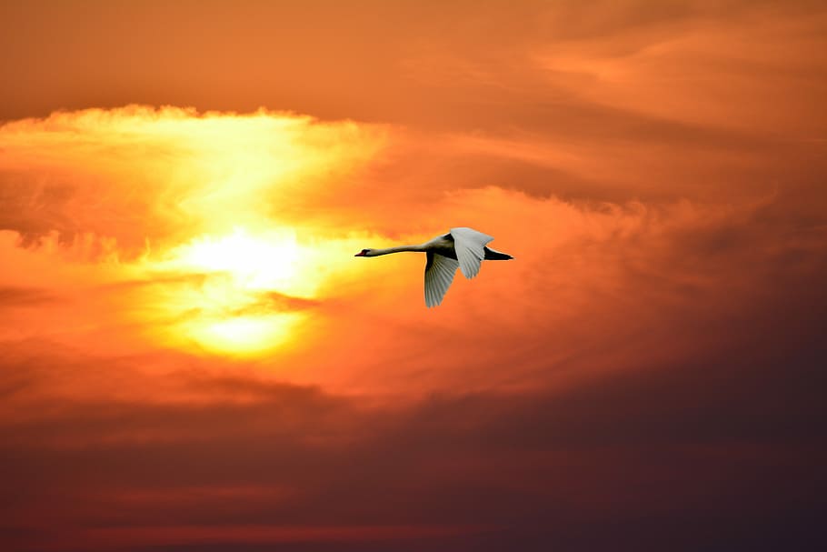 white bird flying during golden hour, sunset, sky, evening HD wallpaper