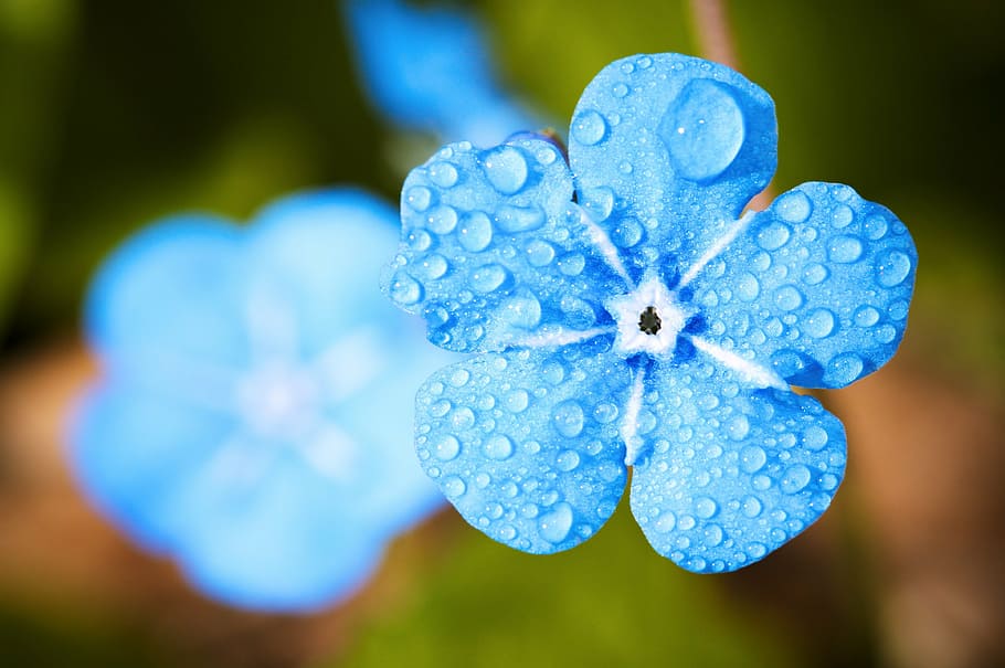 blue petaled flower on bloom, macro, forget, drip, water, rain HD wallpaper