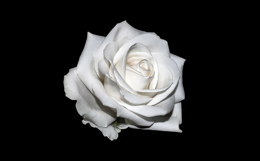 white rose illustration, background, creative, rose - Flower HD wallpaper
