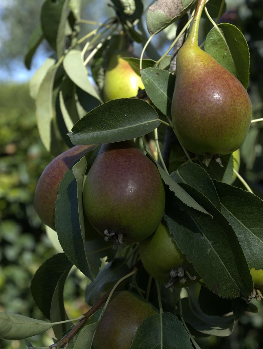 pears, fruits, food, food and drink, healthy eating, plant part HD wallpaper