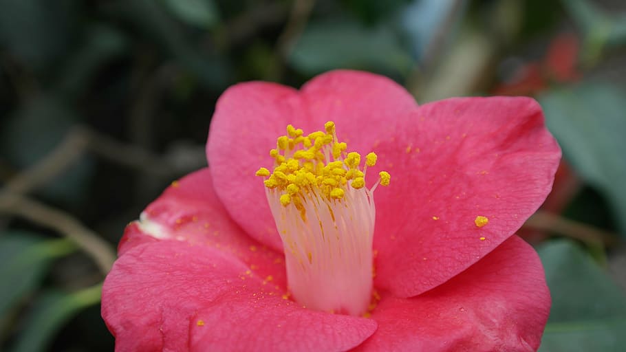 camellia, camellia japonica, tea tree plant, shrub flower, flora, HD wallpaper