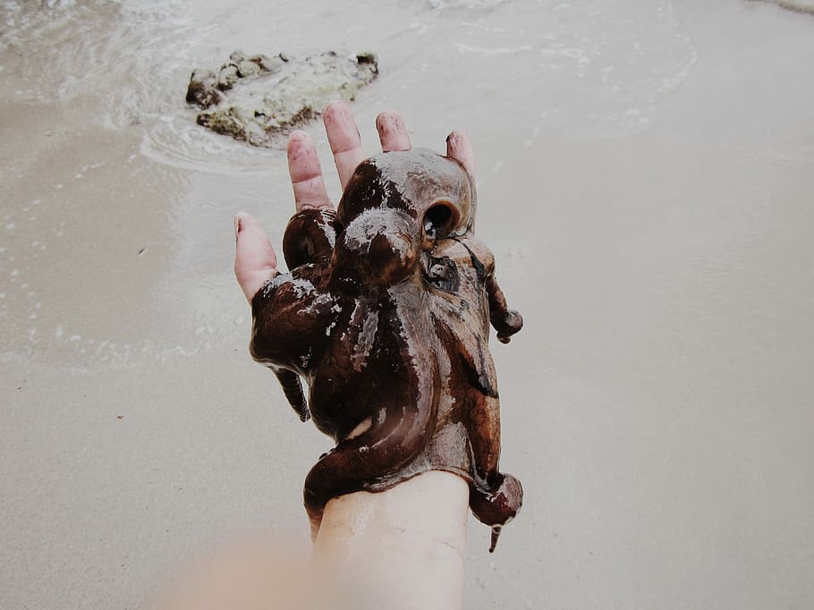 person holding brown octopus during daytime, beach, gray, hands HD wallpaper