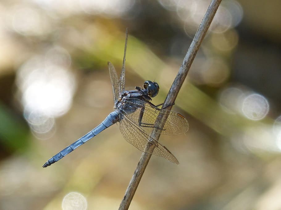 blue dragonfly, orthetrum coerulescens, wetland, insect, invertebrate, HD wallpaper