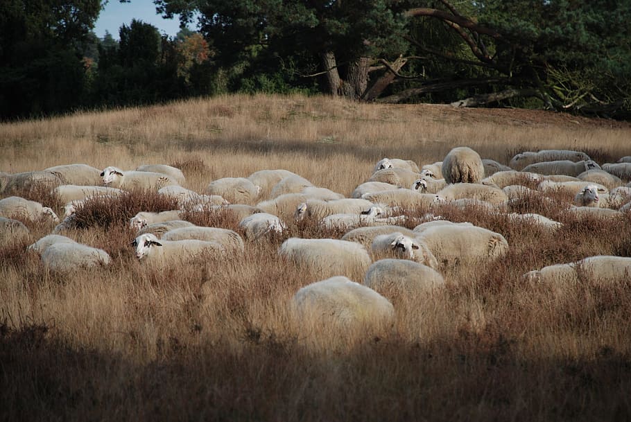sheep, heide, flock, nature, mammal, domestic animals, animal themes HD wallpaper