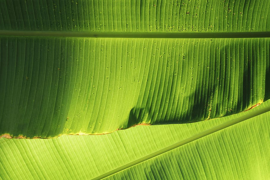 HD wallpaper: green banana leaves, nature, veins, green color, backgrounds  | Wallpaper Flare
