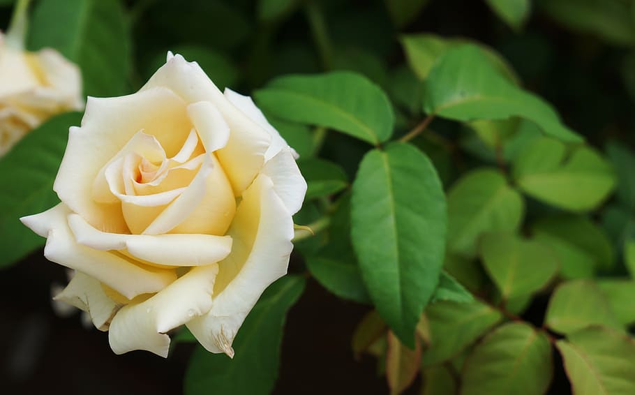 rosa, white, nature, button, flower, plant, perfume, flowers HD wallpaper