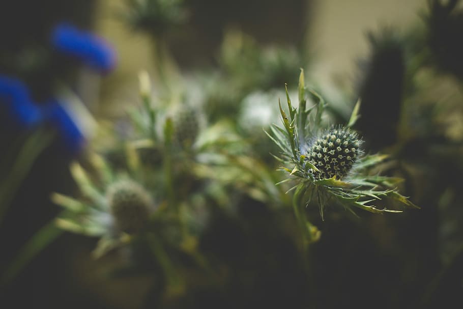 selective focus photo green leaf plant, shallow focus photography of green leafed plants HD wallpaper