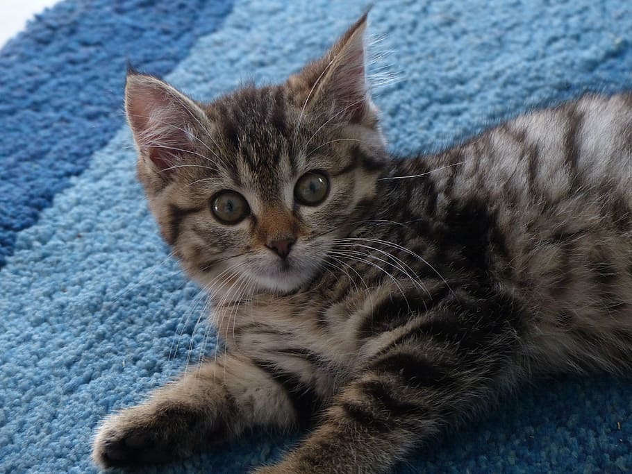 kitten, brush ears, mackerel, cute, domestic cat, pets, feline HD wallpaper